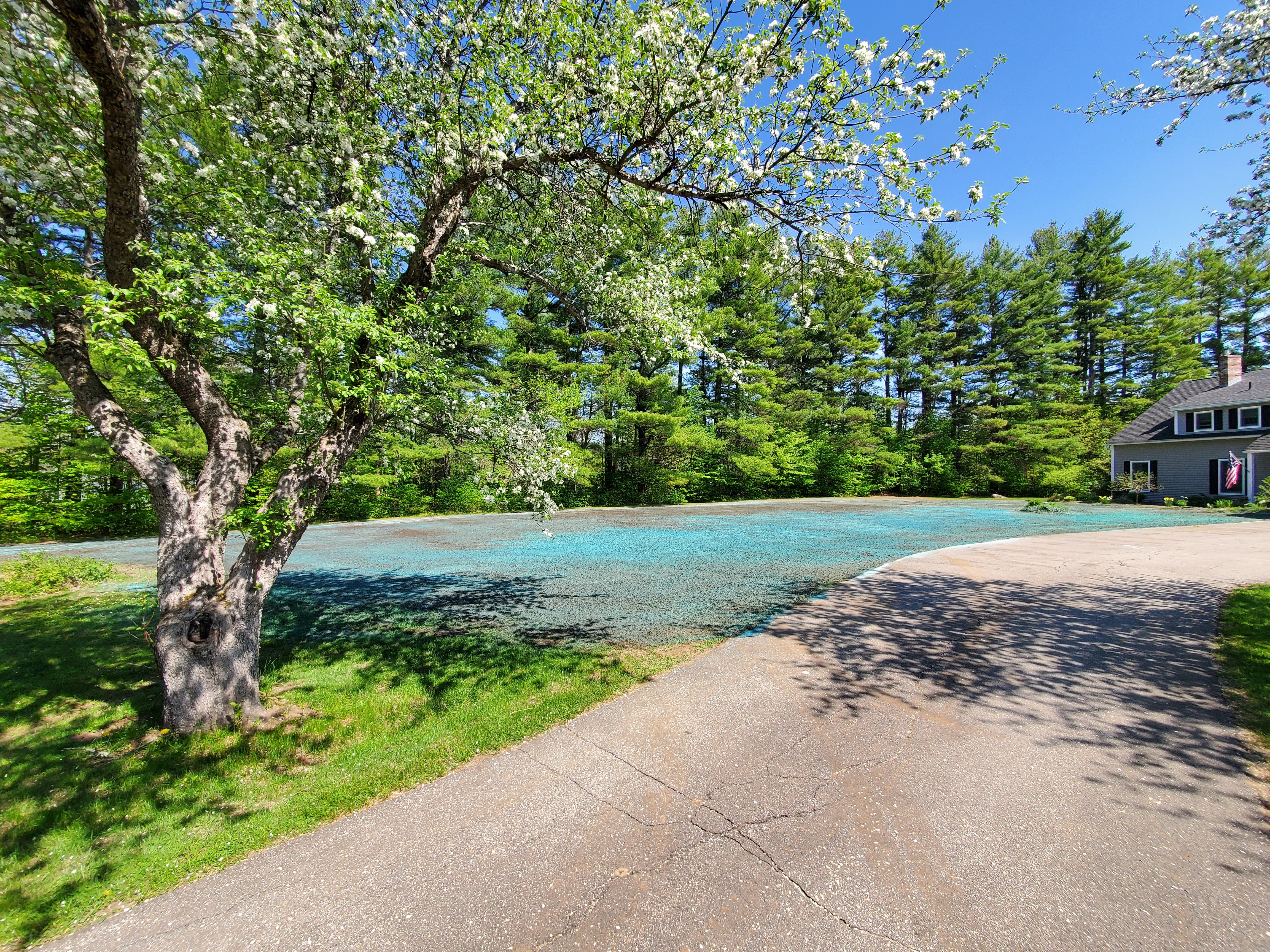 Hydroseeded yard under a blooming crabapple in spring